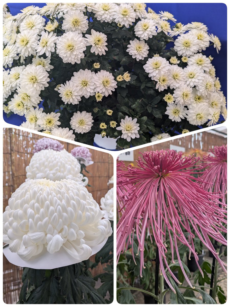 沖縄巡礼大神島金運上昇三つの願いオルゴナイト 沖縄巡礼大神島金運上昇三つの願いオルゴナイト その島には神