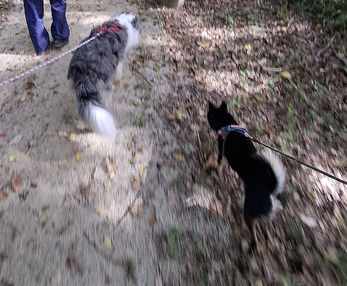 taronushi's tweet photo. 本日は久々のお散歩会を開催。オス犬5頭と人間たちで和やかな時間を満喫しました🎶(*´∀`) https://t.co/iPrUy9txF1