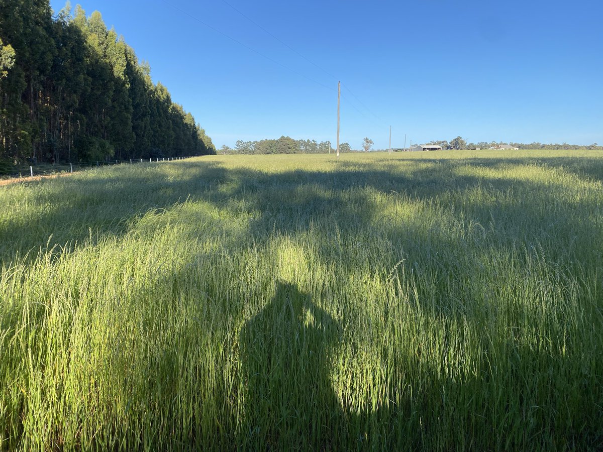 What was meant to be a hay crop, due to our extended season will now be grown out, mowed, raked into windrows and picked up with the old 7720…looking forward to ryegrass harvest!! <a href="/HoolyMcg/">JJB McGill esquire Hoolz. living on McGill land</a> <a href="/BradMillsteed/">Bradley Millsteed</a> <a href="/cosfarming/">Geoff Cosgrove 🎗🇦🇺</a>