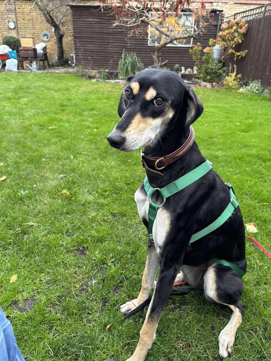 Lurcher SOS 🐾🐾 tweet media