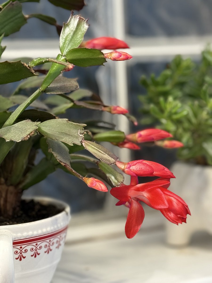 RepVance's tweet image. 🦃My little cactus is getting excited for Thanksgiving! I can’t believe it’s NEXT week! 

This is your cue to secure those invites and grab the crescent rolls before they’re gone! 😉
#Thanksgiving2025 #akleg #family #friends