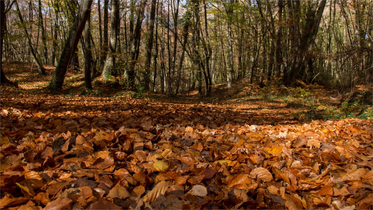 Consell del 17 de novembre:

Si dieu que, en una caminada, n'heu hagut de fer un tros passant "camp a través" (és a dir, sense seguir cap camí), heu de saber que és una castellanada grossa. En #boncatalà direm que ‘n'hem hagut de fer un tros passant PEL DRET’.

Feu-ho córrer!