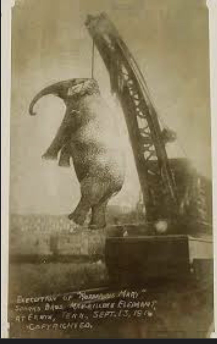 Osmanlı’da yük ve çift sürmekte kullanılan hayvanlar cuma günleri çalıştırılmayıp dinlendirilirken batıda hayvanlar dahi idama mahkûm ediliyordu.

Peeehhh ne batıymış beee