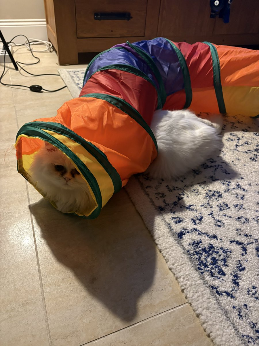 Girdi ama şişmanlıktan çıkımıyor dana asdghsfh