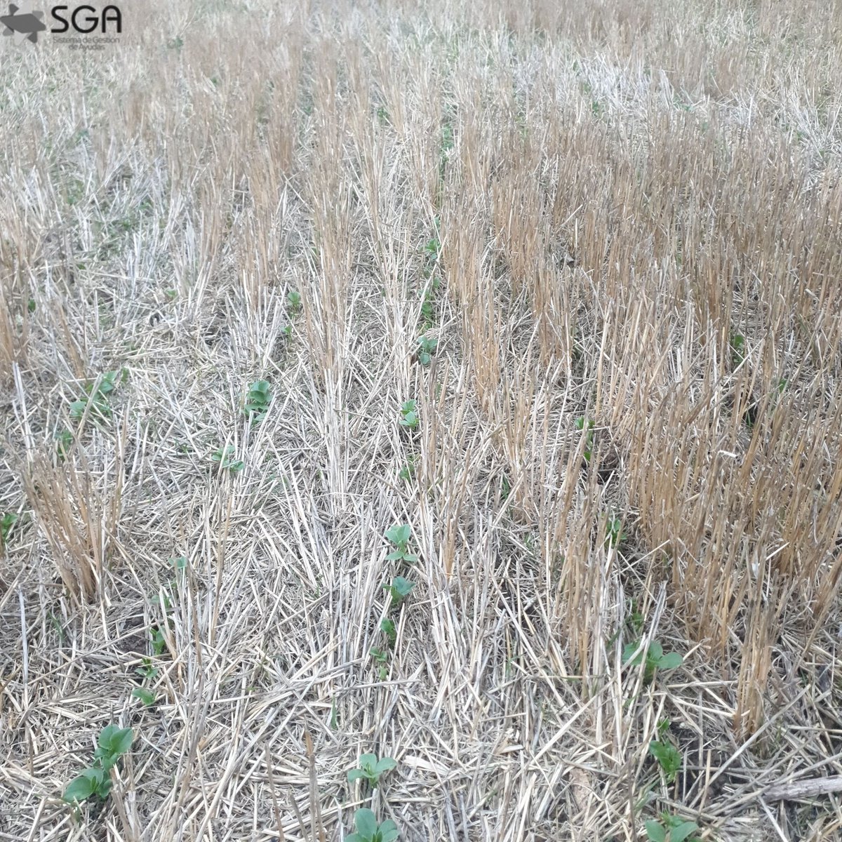 Agrosistemas tweet media