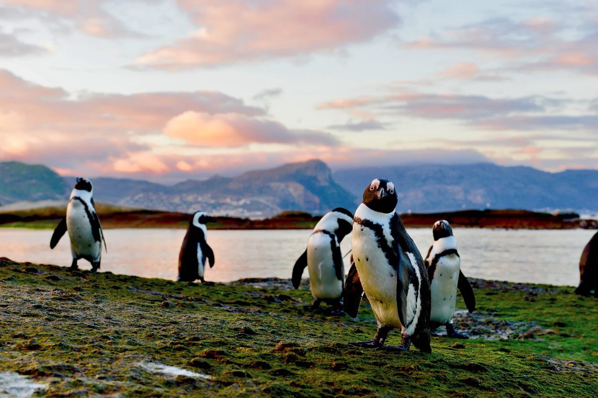 philip_ciwf's tweet photo. African Penguin on brink of extinction 💔
“With a staggering 97% of its population already lost, the bird could vanish from the wild in fewer than 4,000 days”
Humanity has to STOP fishing for their pelagic fish diet to feed #factoryfarmed animals!
@ciwf
https://t.co/QwgriNSnrF https://t.co/bgurm8PtMz