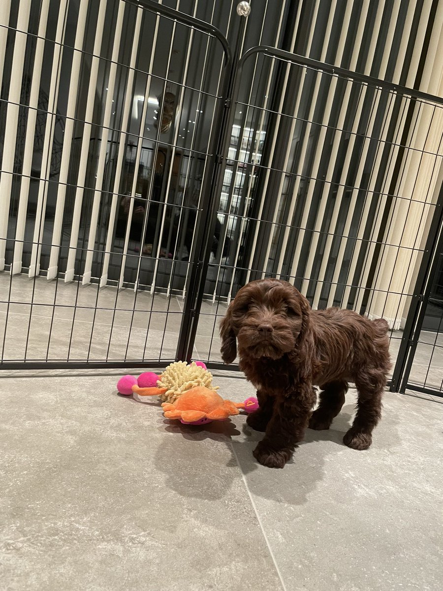 This little fella is settling in great. ❤️ #barney