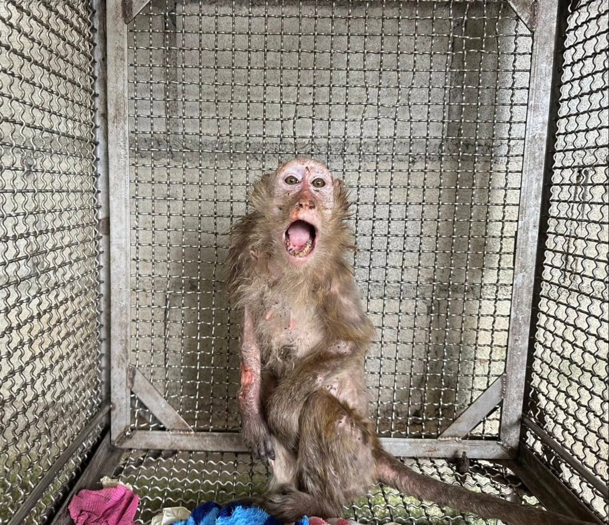 Estos son los macacos que acaban siendo masacrados en los laboratorios de todo el mundo y otra de las atrocidades tras la experimentación animal.

Mientras que ayer la policía tailandesa impidió que 143 macacos de cola larga fueran traficados hasta alguna de las “granjas”
