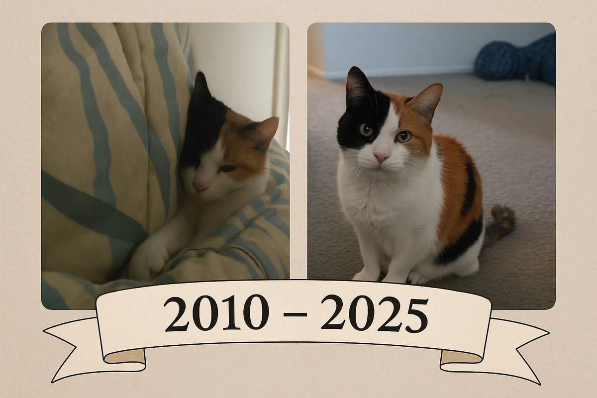 kcarrier83's tweet photo. Yesterday I lost not only a pet, but a friend, a companion, a family member. Going back to work today is hard, even waiting here at the @Delta sky club waiting for my flight, feels so empty. #rainbowbridge #petloss #heaven #cat https://t.co/xqbFkwlXaA
