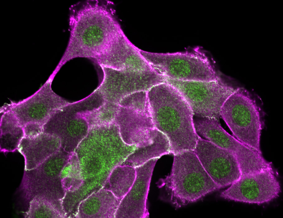 Science Signaling tweet media