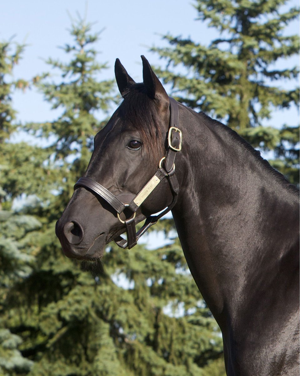 𝐒𝐡𝐚𝐝𝐨𝐰 𝐏𝐥𝐚𝐲 is already making his presence felt in a big way. His first 𝐍𝐞𝐰 𝐘𝐨𝐫𝐤–𝐞𝐥𝐢𝐠𝐢𝐛𝐥𝐞 yearlings will hit the track in 2026, and the early reports couldn’t be more promising!

Book your mare for the 2026 breeding season ➡️
bluechipfarms.com/shadowplay