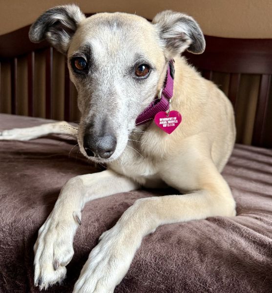GaltxOrg's tweet image. Sweet whippet/heeler mix Nollie is still looking for her forever home. She would like a dog buddy for companionship. Read more about her: galtx.org/hound/nollie/ 

#WhippetMix #AdoptableDogs