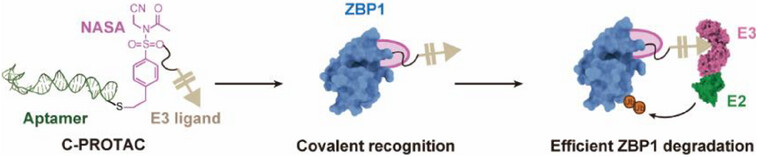 MedChemExpress's tweet image. 🔥Hot Off the Press| A study reports a covalent #PROTAC that precisely degrades #ZBP1, a key inflammation regulator in viral infection. The DNA aptamer + covalent linker + VHL design boosts stability, selectivity, and antiviral/anti-inflammatory activity.ow.ly/xzrr50XsyQ6