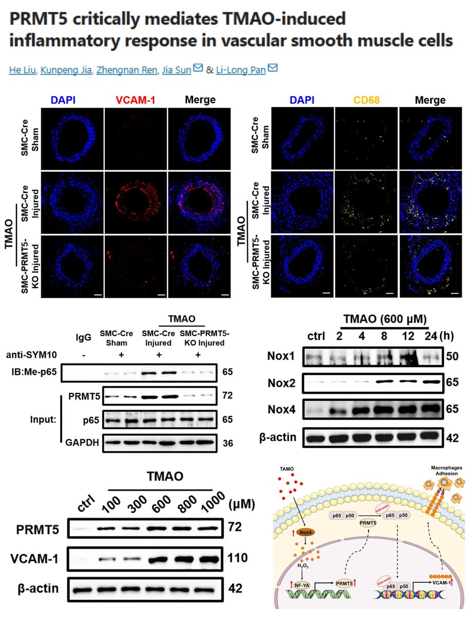 HaoYin20's tweet image. PRMT5 methylates NF-κB p65 to enhance trimethylamine N-oxide-NOX4-induced #SmoothMuscleCell inflammation

SM22α+ SMC PRMT5 KO🐭 + carotid wire injury + TMAO i.p.▶️
⏬p65 methylation
⏬Vascular cell VCAM1
⏬CD68 recruitment

#CellDeathDis 2022 @cddpress
nature.com/articles/s4141…