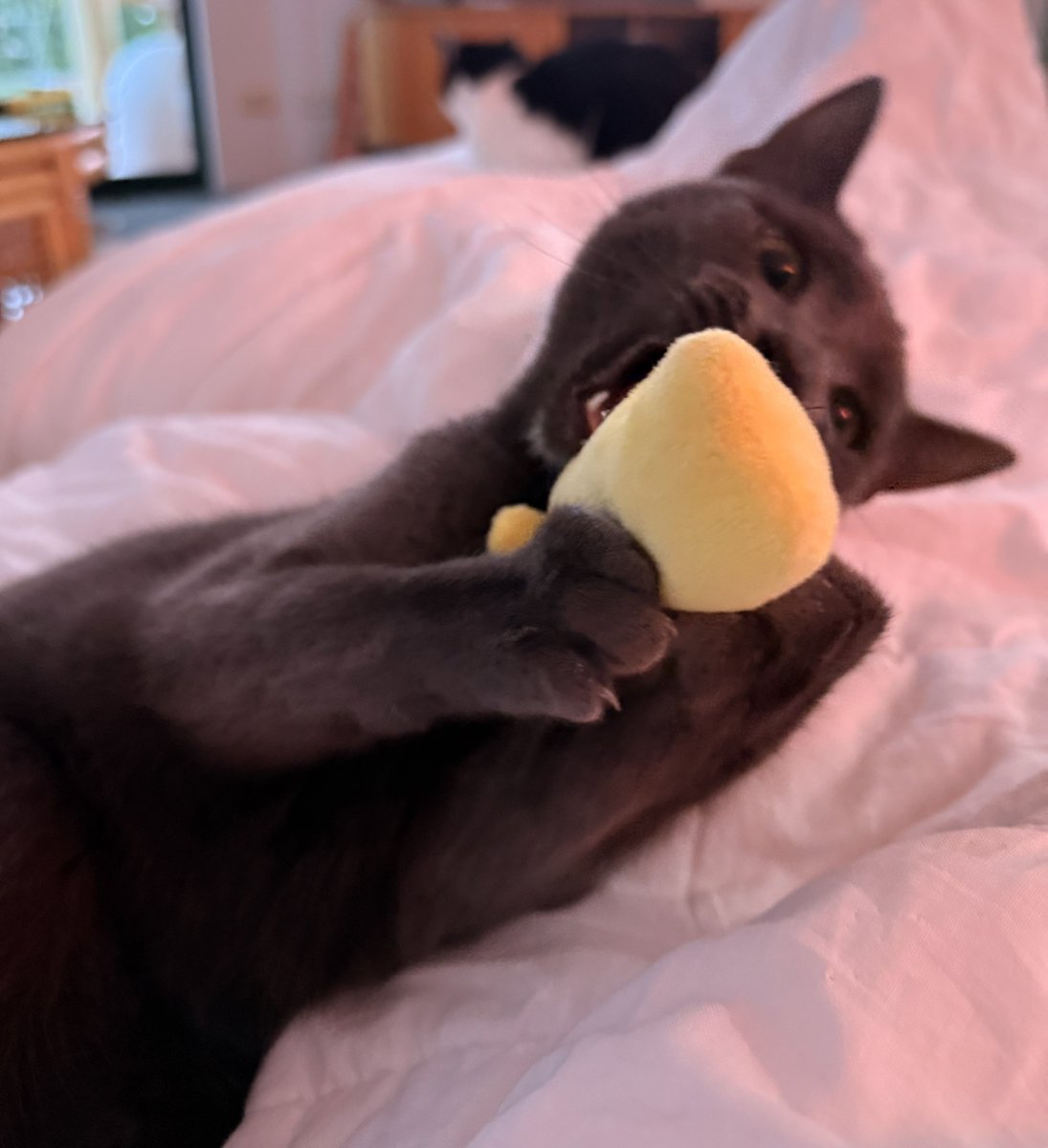 dotnet_enjoyer's tweet image. It’s her first birthday today