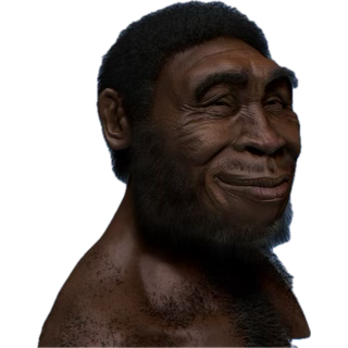 we have collected all 3 primates
the chimpanzee
el mono
and the homo erectus