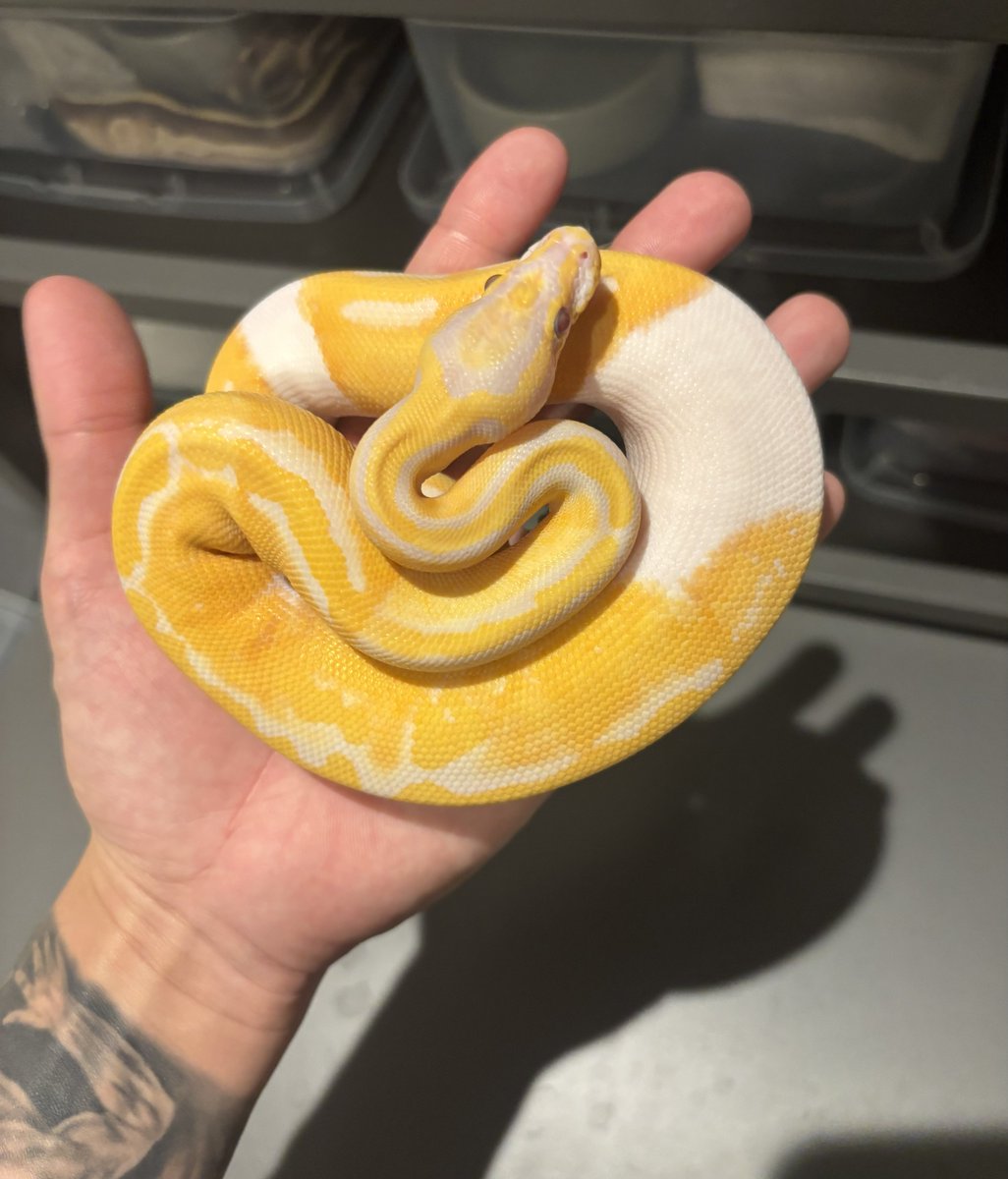 na___Python's tweet image. 産まれてちょうど2ヶ月位かな🥱
とても良い。

さてメンテでもしよーかな。