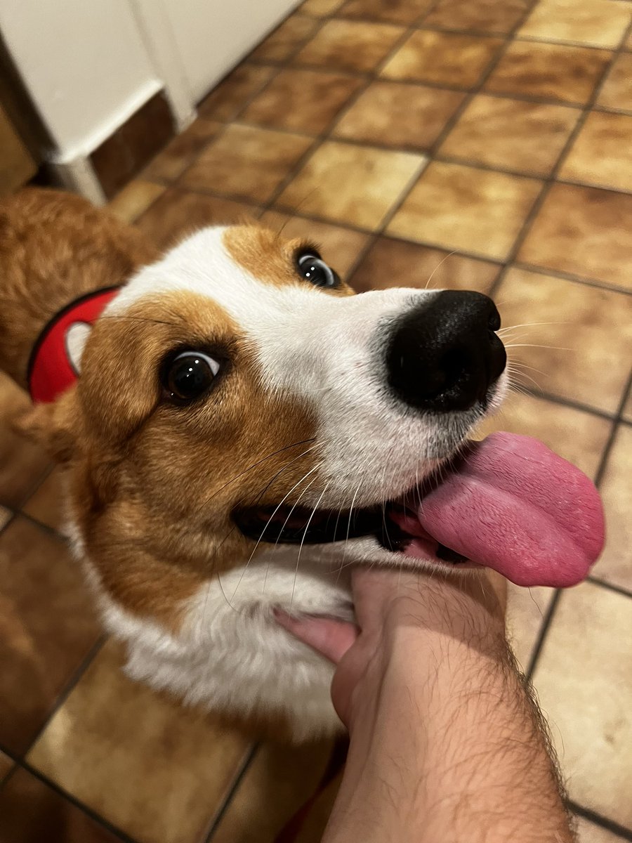 KaggyFilms's tweet image. Last night... My little guy. My bubba. My Ryuji, passed way so suddenly. We were playing and then… gone.

He was loud, loving and a jealous boy. He always tattled on the cats, he always wanted attention and he loved cuddling.

I’m gonna miss the absolute fuck out of you. Who’s…