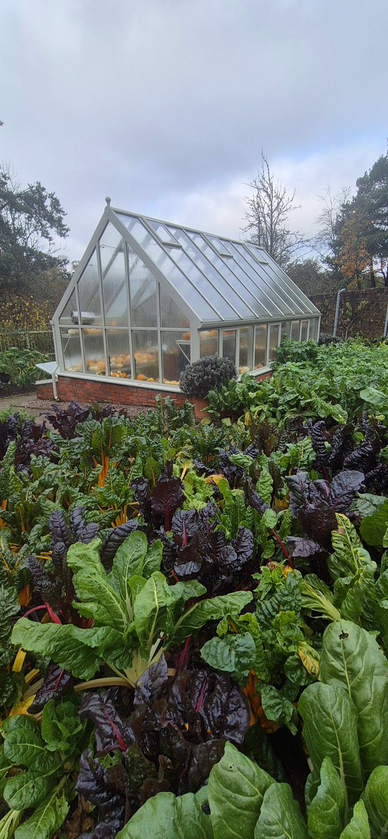 lovely_plot's tweet image. Finally, I visited @RHSRosemoor for the very first time, and oh my!
I don’t get much downtime these days, and finding a spare minute to visit gardens is hard, but I had a whole hour to kill when I was in the area and… 6,500 steps later, I vow to return very soon🥰
What a place😍