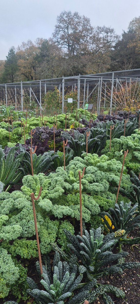 lovely_plot's tweet image. Finally, I visited @RHSRosemoor for the very first time, and oh my!
I don’t get much downtime these days, and finding a spare minute to visit gardens is hard, but I had a whole hour to kill when I was in the area and… 6,500 steps later, I vow to return very soon🥰
What a place😍