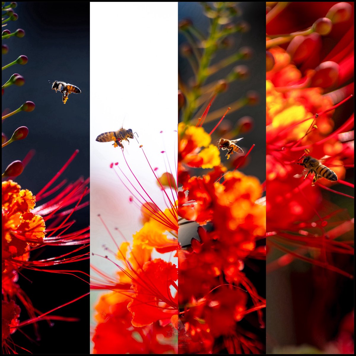 Abeja en Tabachín.  
SONORA❤️ 🐝