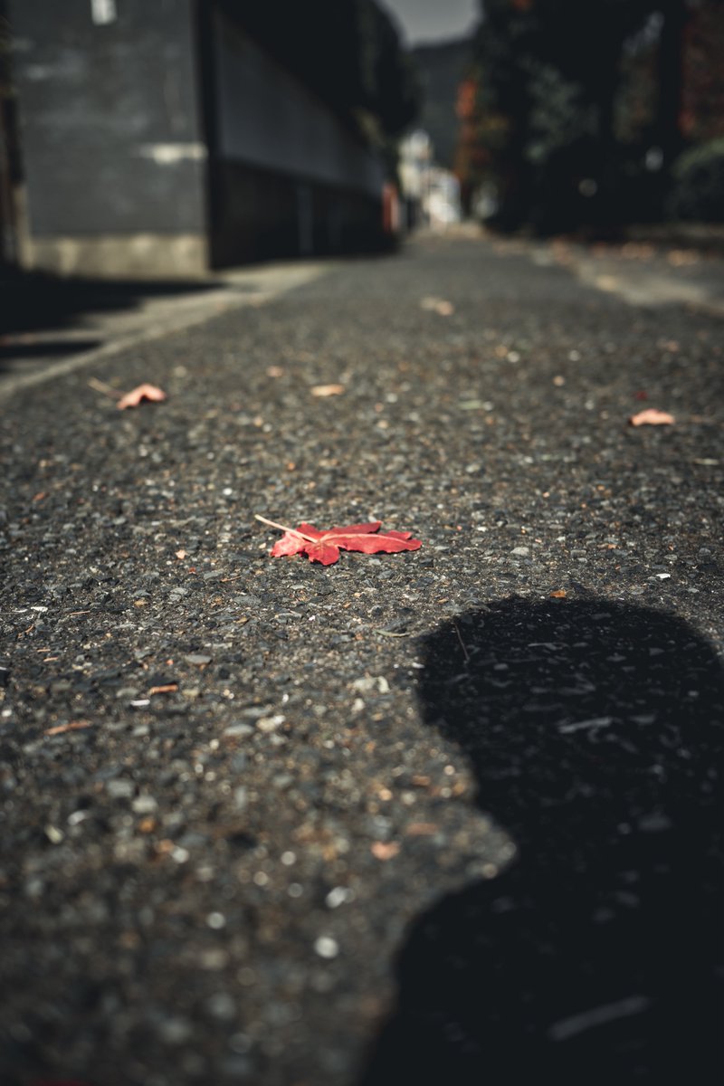 menthol100's tweet photo. Shot on Nikon Zf
NIKKOR Z 40mm f/2 SE
#nikonzf 
#nikkorz40f2se
#nikon https://t.co/8f9q1bQ85N