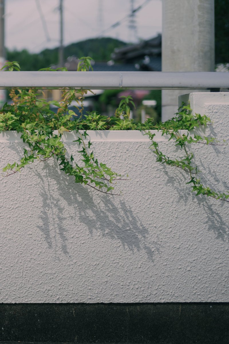 menthol100's tweet photo. Shot on Nikon Zf
NIKKOR Z 40mm f/2 SE
#nikonzf 
#nikkorz40f2se
#nikon https://t.co/8f9q1bQ85N