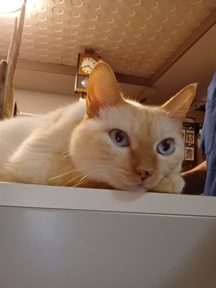 Hiroshi1970Cat's tweet image. ☀️🙋‍♀️❗おはよう笹かま🍅 1day酵素🥕ひろし🌞食べ過ぎた😋🍚あとはダイエット🍰🈲今日もよろしく😃✌️

#ねこ宇宙 #看板ねこ #まねきねこ #笹かま猫 #ねこのいる整体サロン #ダイエット #酵素ドリンク