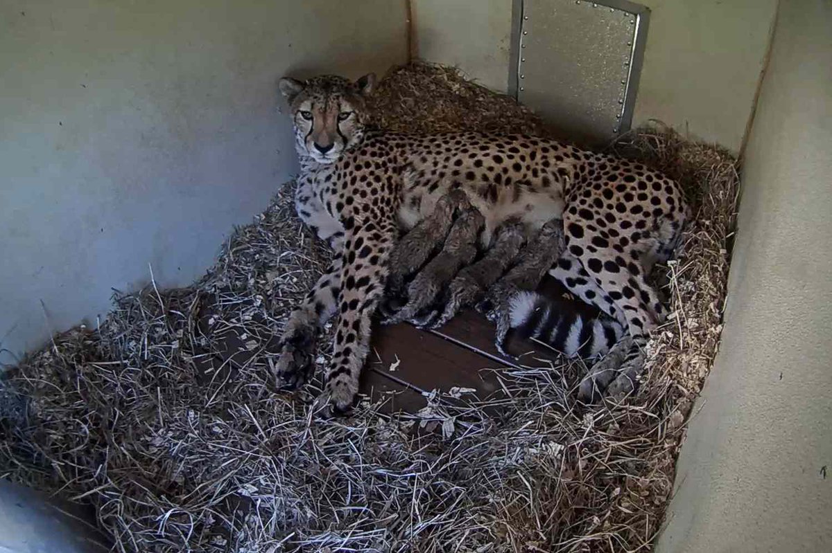 Cheetah Mom Gives Birth to 4 Cubs at the National Zoo During Government Shutdown

👉 
tinyurl.com/27r6bah9

#Animals #HumanInterest #Zoos #Birth #Cheetah #Cubs #Government #Mom #National #shutdown #Zoo
tinyurl.com/27r6bah9