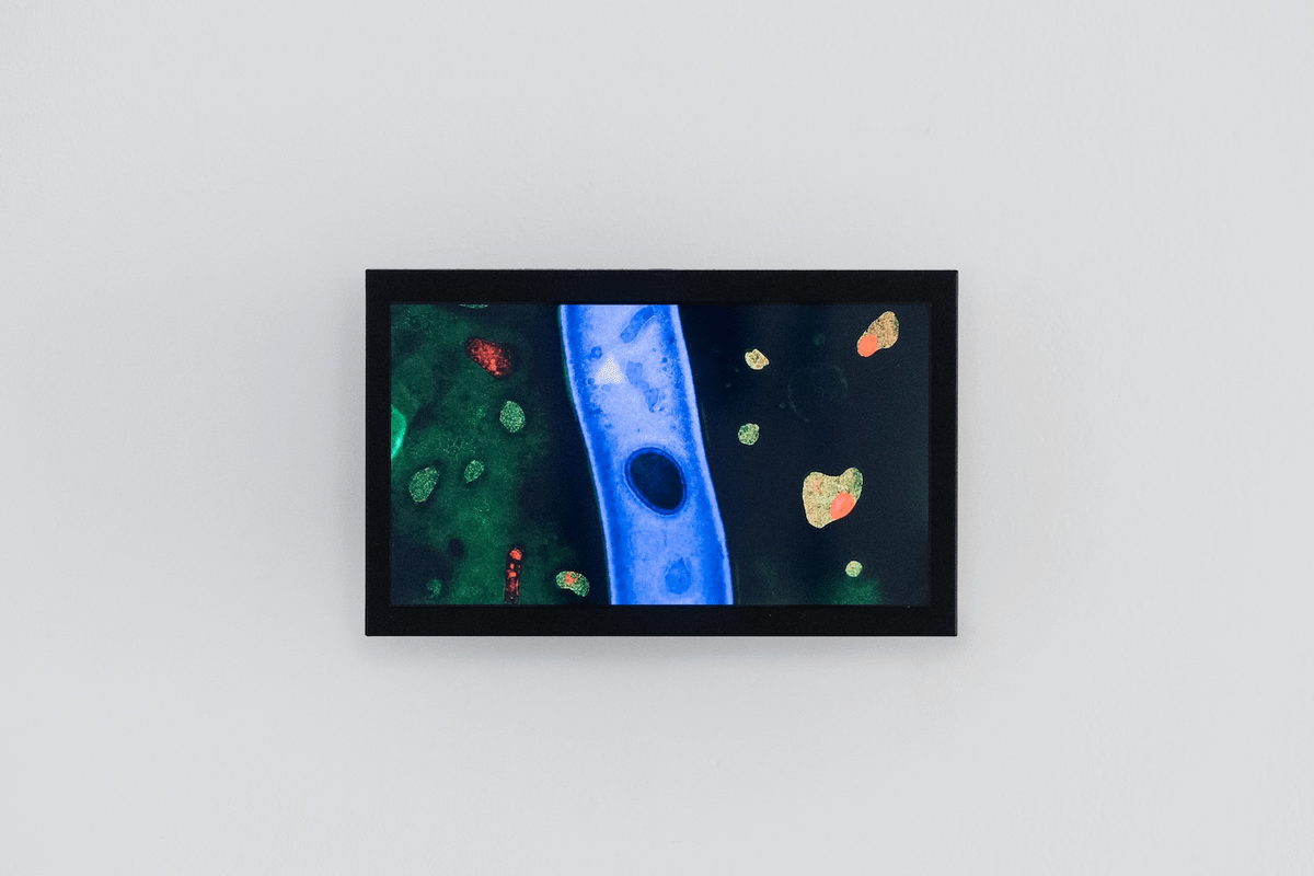 glimmerdao's tweet image. In a world increasingly dominated by opaque algorithms, &apos;hello world&apos; provided a vital counter-vision for the future of computation

It presented code not as a tool for control, but as an instrument capable of touching the generative principles of the universe itself