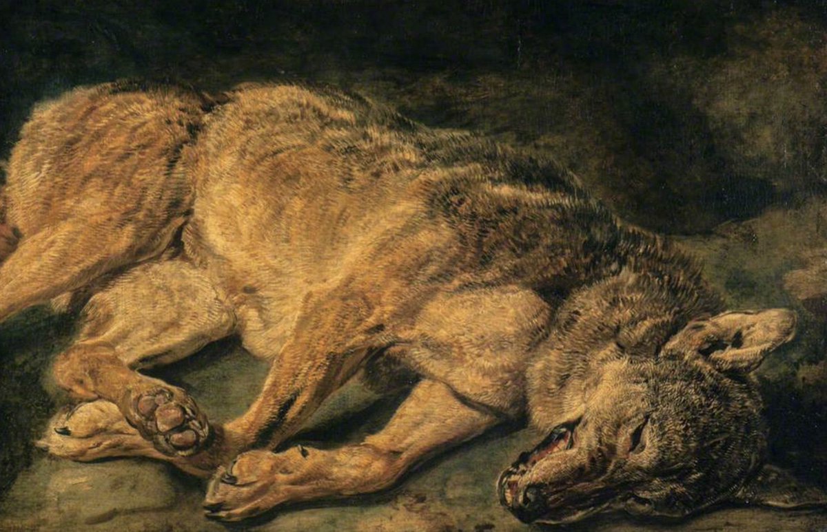 AnneLouiseAvery's tweet image. Cumbria, 1391. The last wolf in England felt desperately alone. He lived in the thorn woods at Humphrey Head &amp;amp; his one friend was a kind girl who gave him bacon &amp;amp; buttery scones. When he was killed &amp;amp; his soul flew over the sea, he howled her name to the dying sun, to the waves.