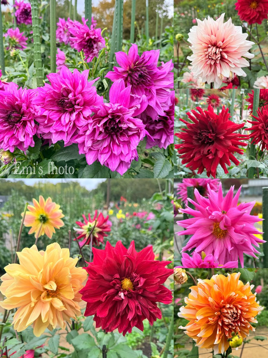 ハイジ (@haiji1010) / Posts / X