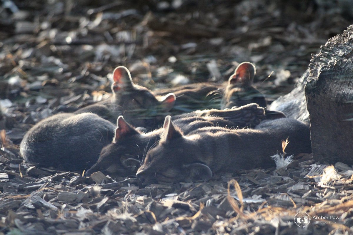 amberp_photos's tweet image. Fossa pups (Cryptoprocta ferox) 🥺
•
•
•
•
#babyfossas #fossa #fossapups #chesterzoo #cute #chesterzoophotography #fossacubs #animal #animalphotography #animal #apanimals #photography #canon