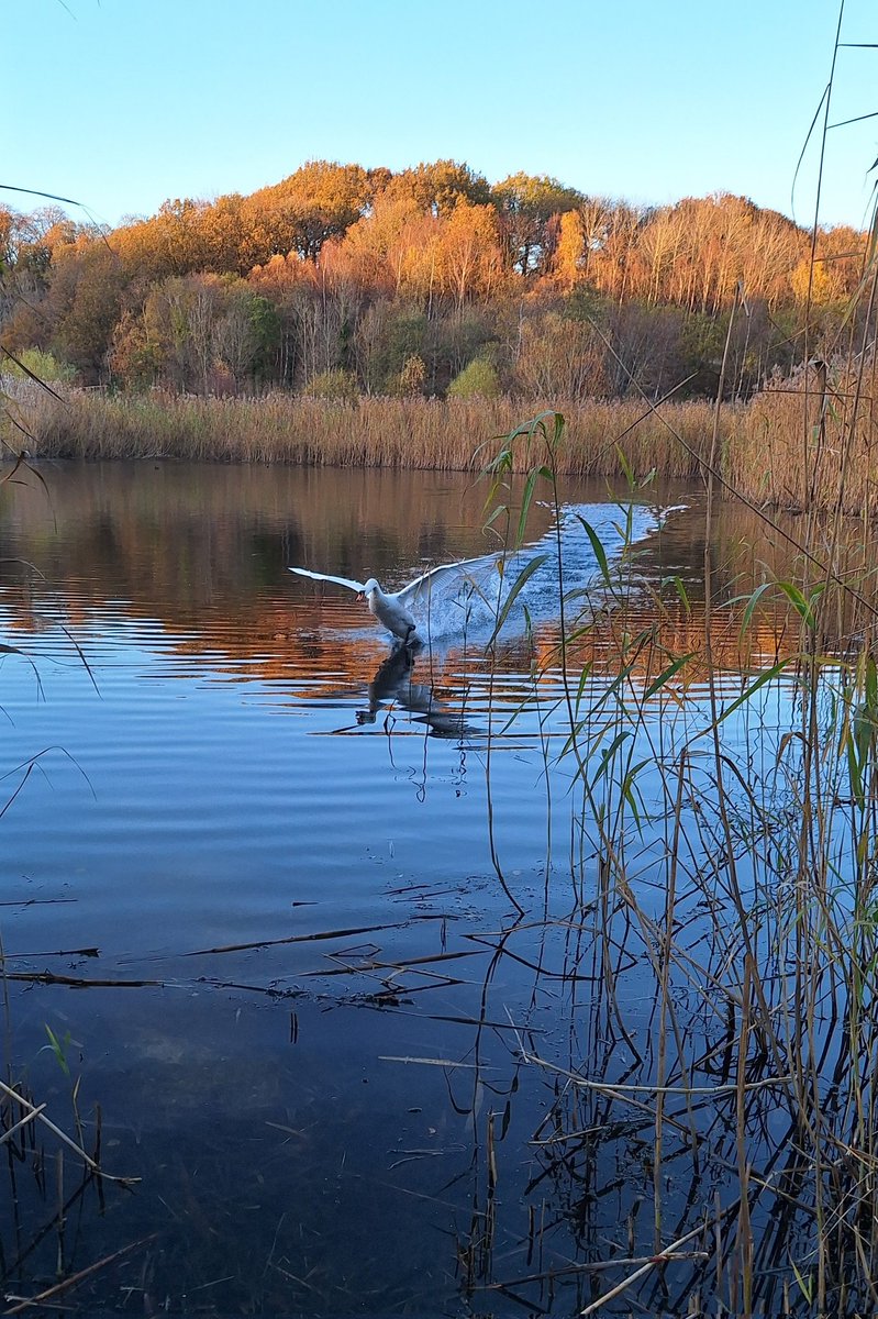 Evening all. A #RubbishBirdPics field trip at the weekend resulted in a snap of this magnificent swan coming into land 🦢🤍 #SmallBeautiesHour #BecauseofClem #ThreadofGold