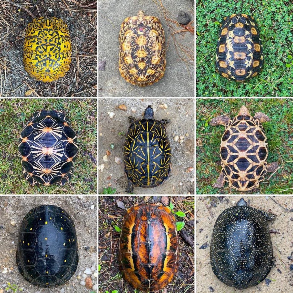 A variety of patterns on turtle shells