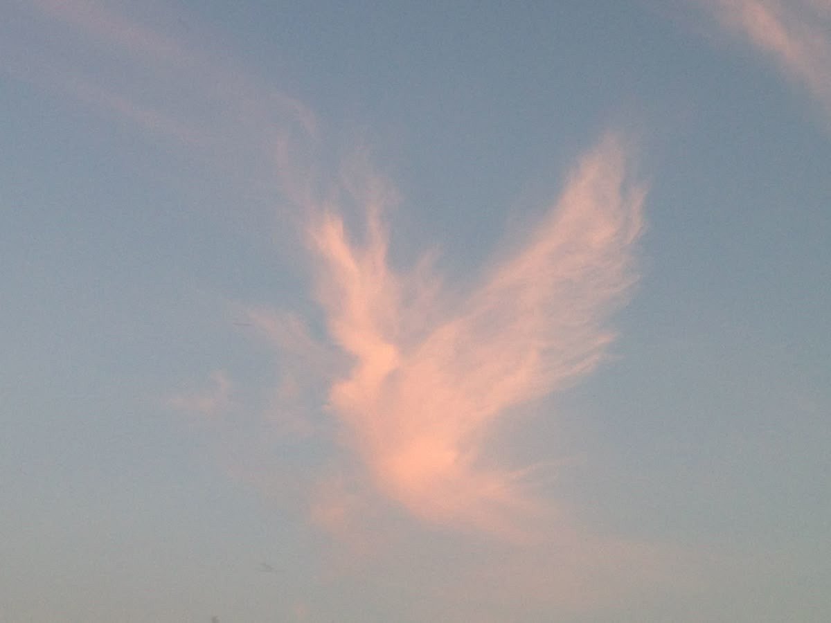 poeticalphotos's tweet image. “keep the flight in mind, the bird may die”