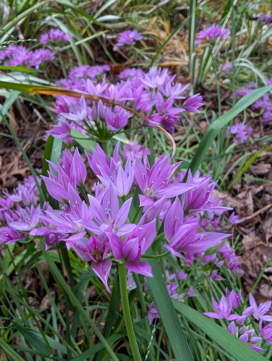 Bundogs's tweet image. A few pics from my morning walk around #heritagegarden #springviews #everydayalearningopportunity