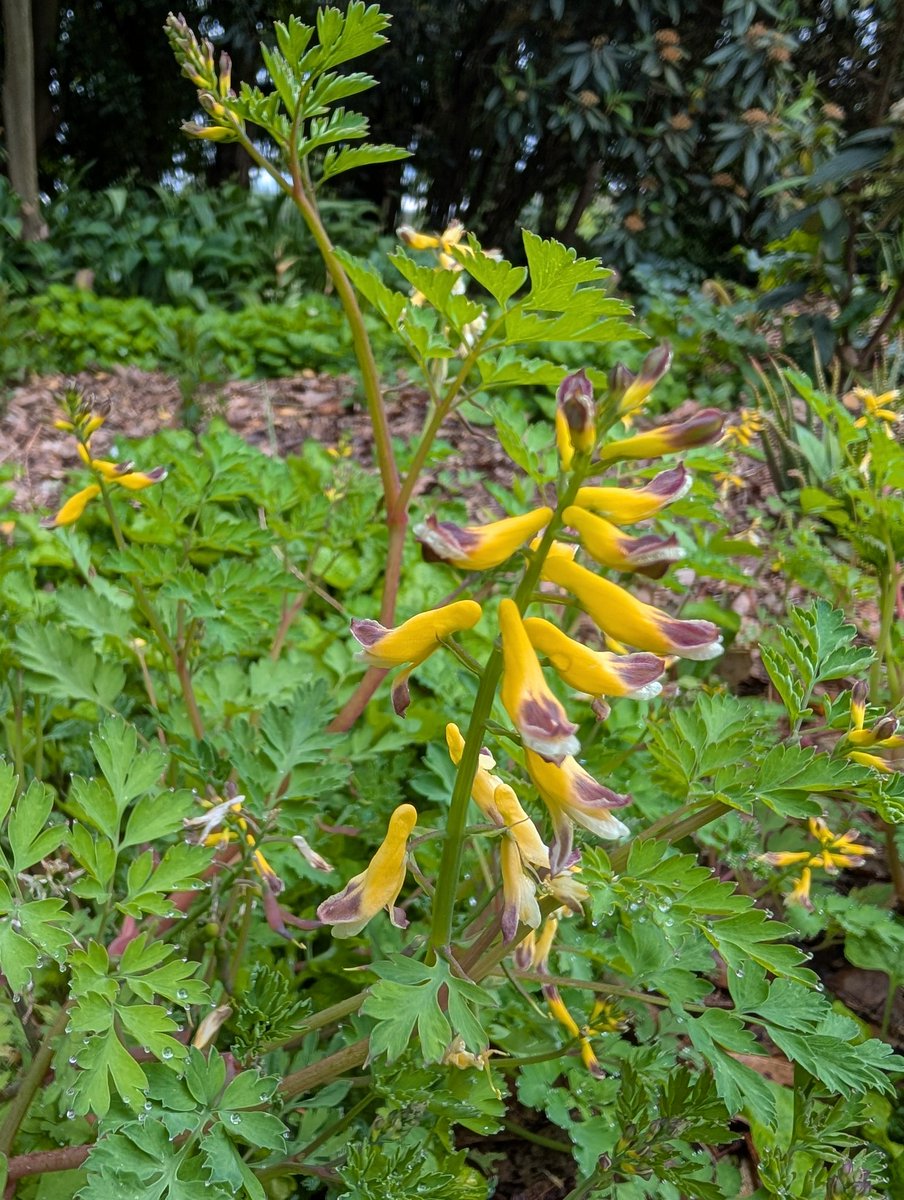 Bundogs's tweet image. A few pics from my morning walk around #heritagegarden #springviews #everydayalearningopportunity