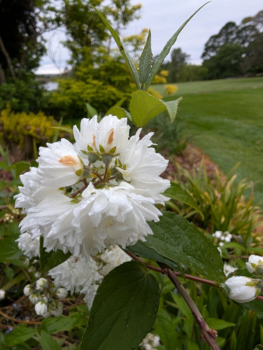 Bundogs's tweet image. A few pics from my morning walk around #heritagegarden #springviews #everydayalearningopportunity