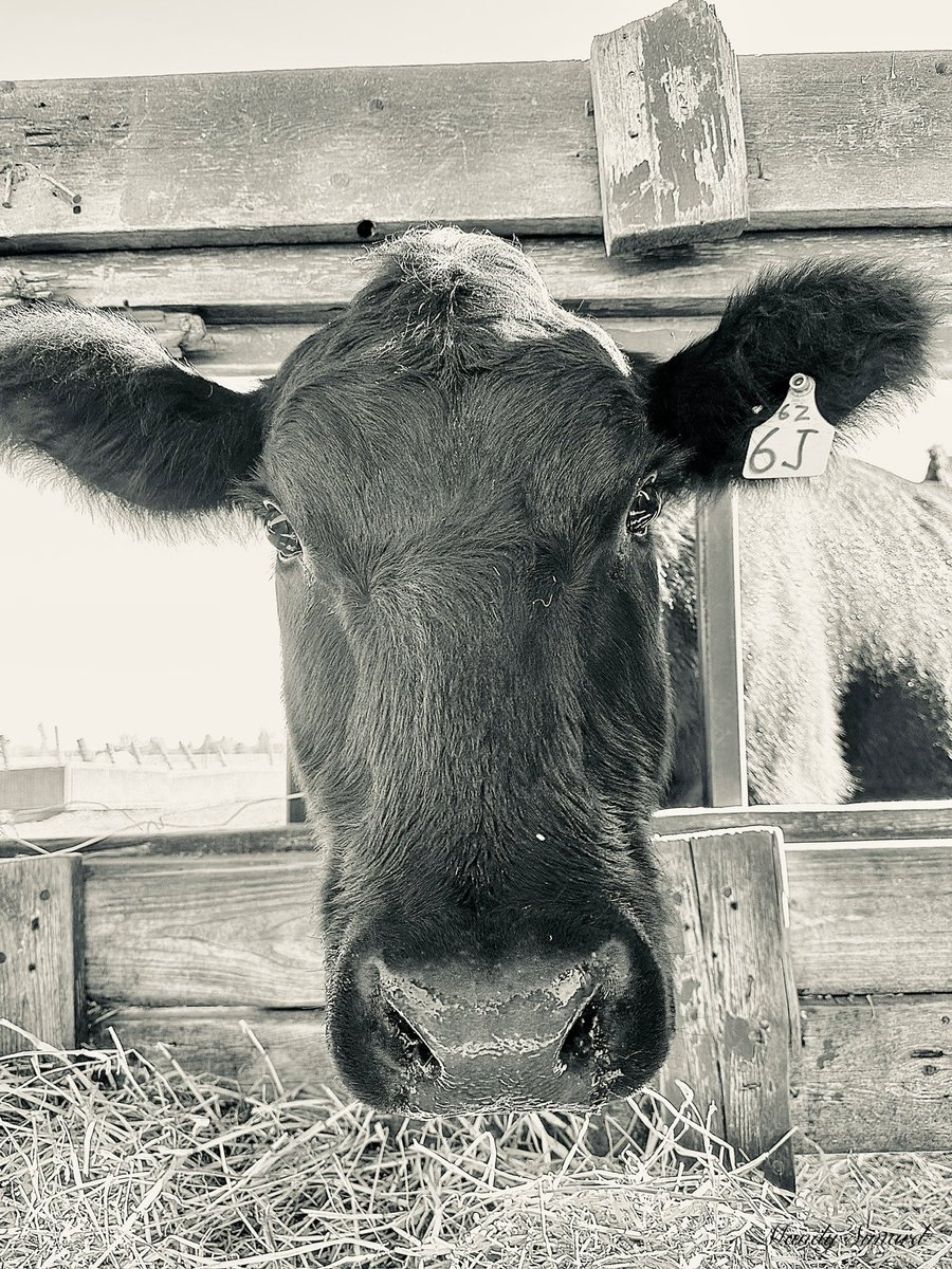 Share your picture of cows! 🐮 📸

“A gentle giant in a quiet field.”