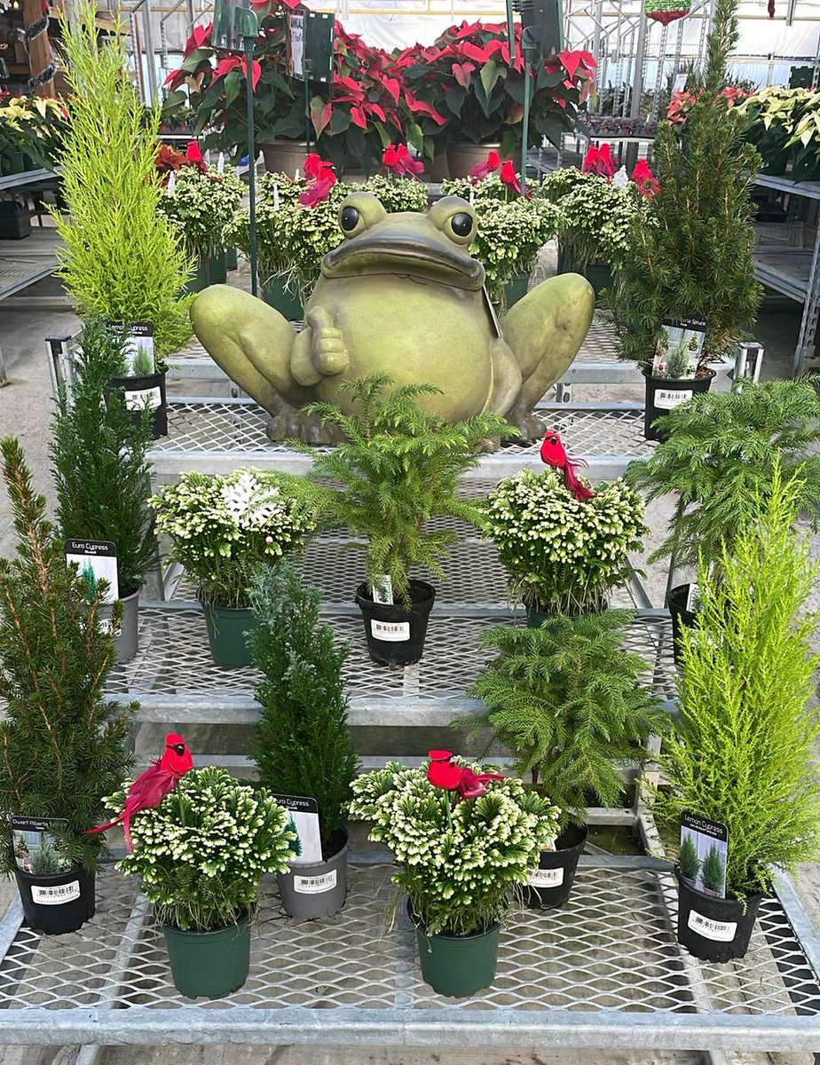 Start your week with some truly un-frogettable finds. 🐸✨  The Prairie Garden Center is filled with fresh evergreens, festive colours, and all the holiday charm you need to brighten your home.