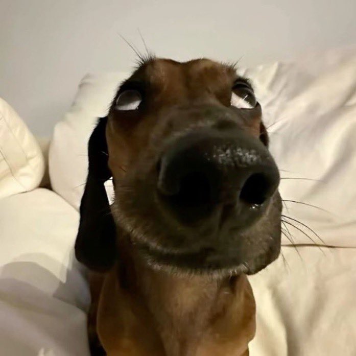 Samuell__ofc's tweet image. Estava andando na rua do bairro onde eu morava e a crakuda passou por mim e falou q eu tô cada dia mais gostoso KKKKKKKKKKK fiquei gag