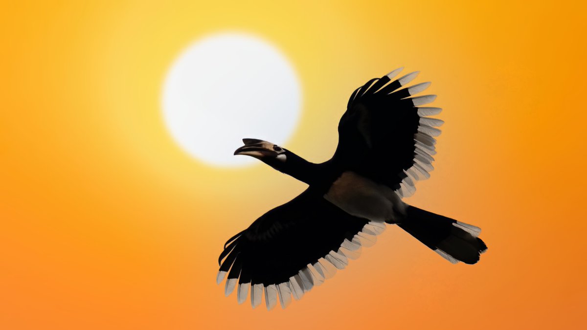 indian_pitta's tweet image. Share your orange photos! 🧡