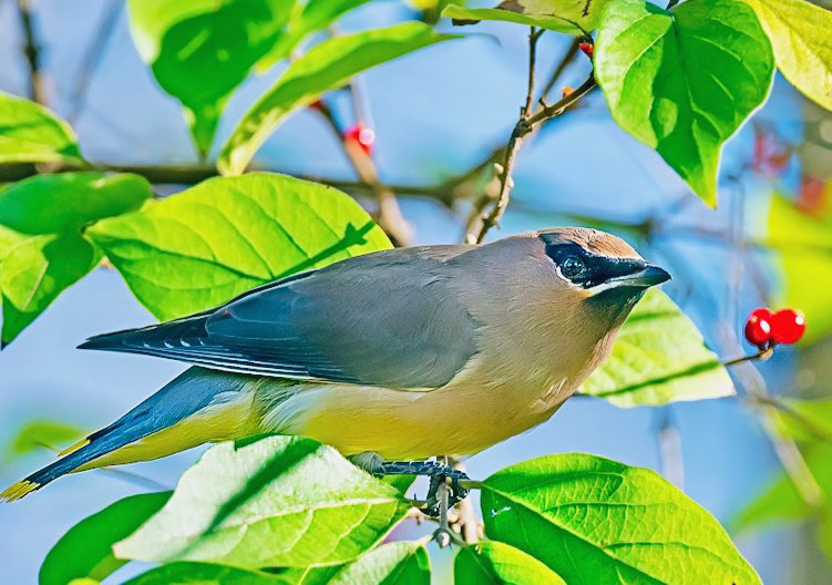 chandanaroy24's tweet image. A Cedar Waxwing, enjoying the seasonal berries.
#CedarWaxwing #VirginiaBirds #Fall #IndiAves #BirdsSeenIn2025 #birdwatching #birdphotography #nature #ThePhotoHour #Nikon