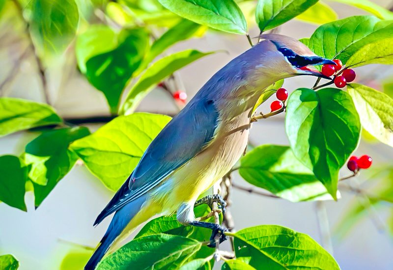 chandanaroy24's tweet image. A Cedar Waxwing, enjoying the seasonal berries.
#CedarWaxwing #VirginiaBirds #Fall #IndiAves #BirdsSeenIn2025 #birdwatching #birdphotography #nature #ThePhotoHour #Nikon
