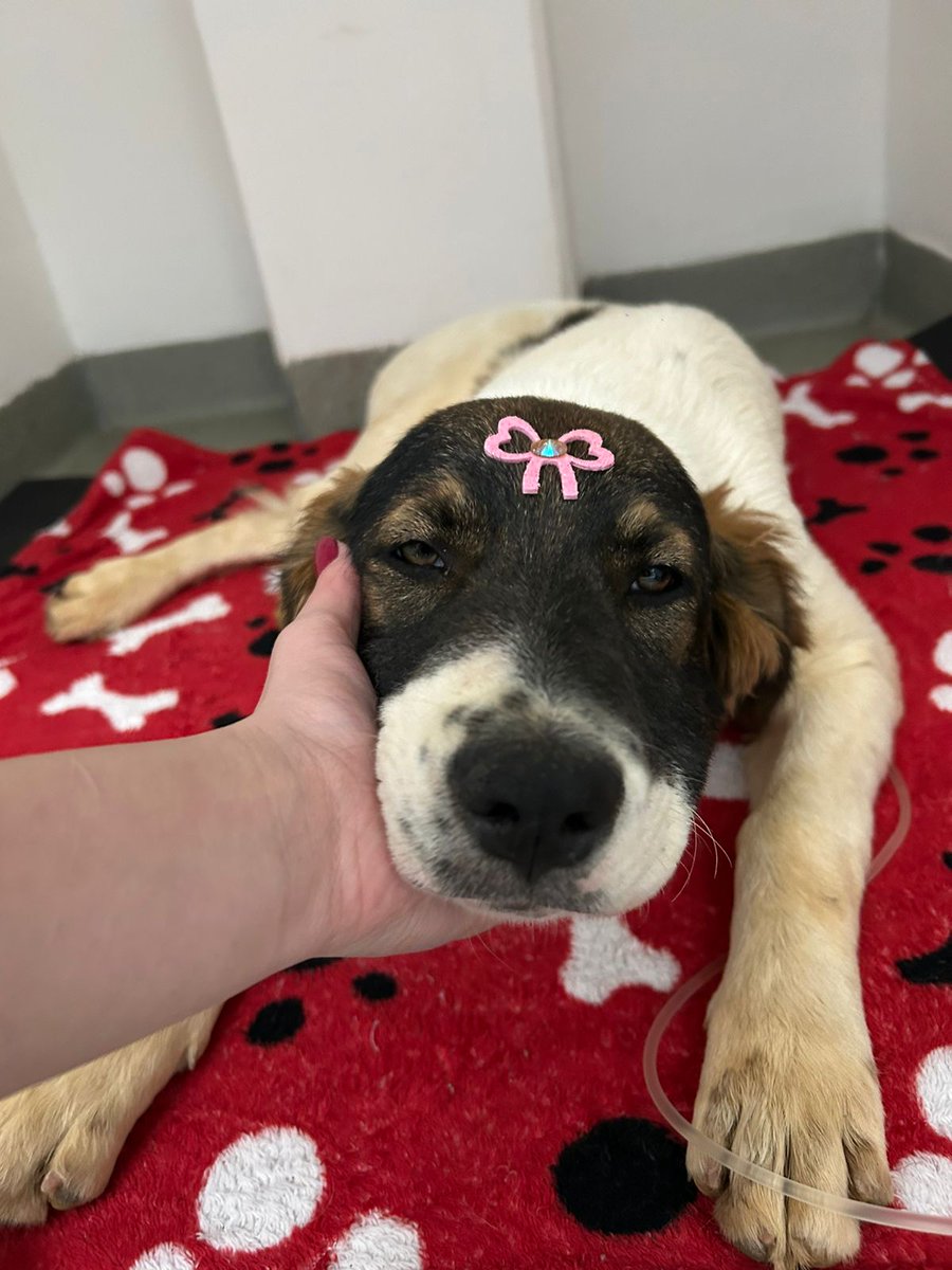 SweetArtS2_'s tweet photo. Vaquinha feita para a cachorra da minha avó, a mesma quebrou uma pata e a coitada não está com condições no momento.

A família tá tentando ajudar então ajudem se puderem:

https://t.co/ITFUFptm4u

Irei postar o comprovante de transferência depois, mesmo que não bata o valor! https://t.co/aYt2OJmSou