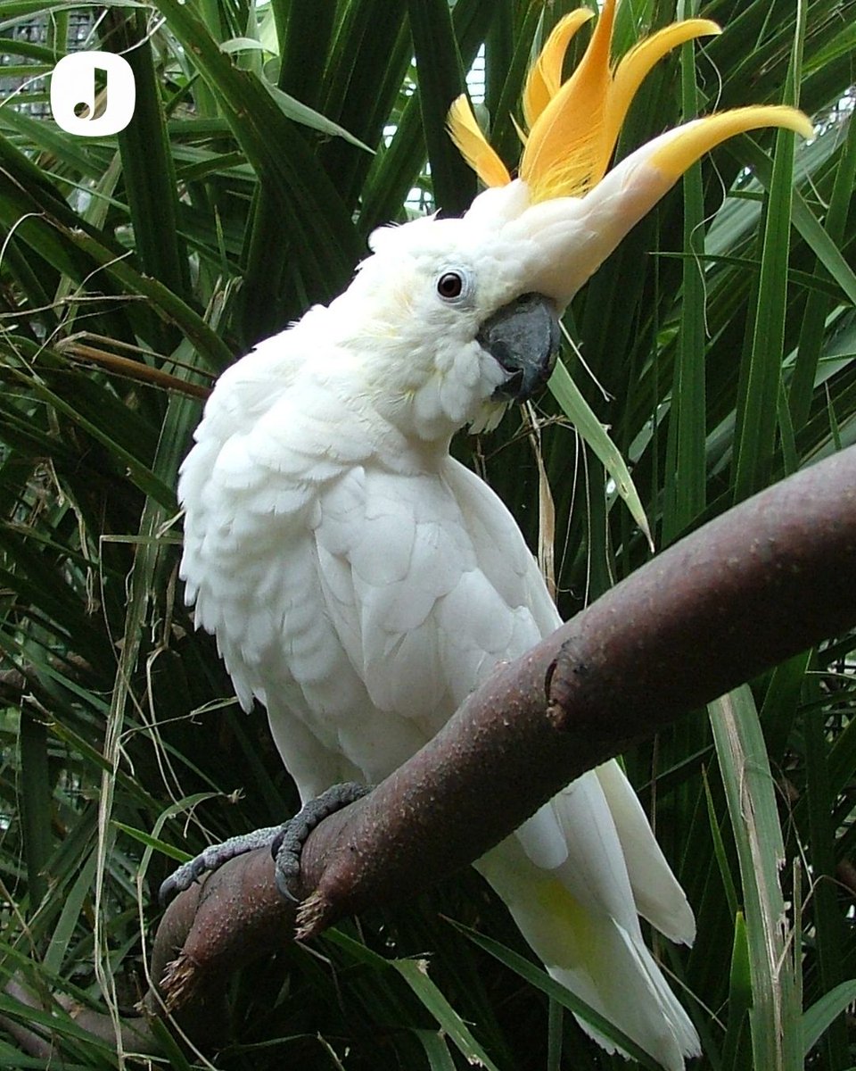 Citron cockatoo hat Citron-Crested cockatoo – Cockatoo Info main image 4