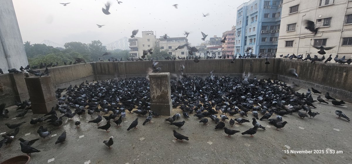luckykhaitan's tweet image. Mass Pigeon 🐦 feeding led to Heavy Breeding and exodus of Sparrows.