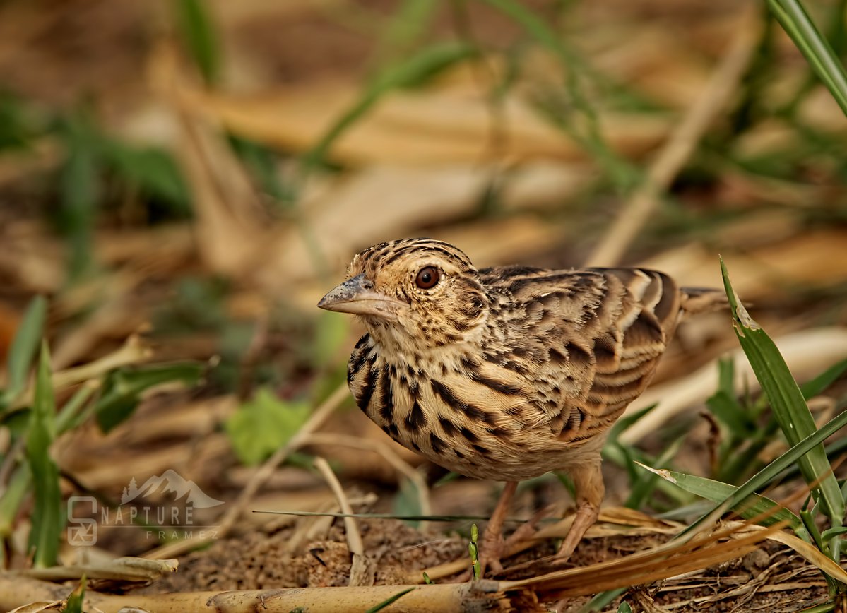 viswaprem_ca's tweet image. Paddyfield Pipit

#pipit #paddyfieldpipit #pipitbird #orientalpipit #wagtail #brownbird #birds #birdstagram #birdsofindia #nature #birding #birdlovers #bird #birdsofinstagram #birdwatching #birdphotography #NatureLens #UntamedPlanet #BokehNature #ForestSecrets #wildlife #natgeo