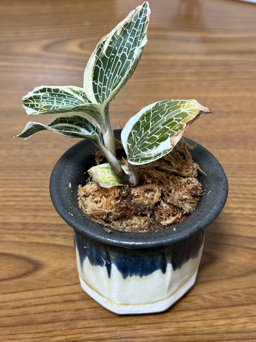 UehKm's tweet photo. お誕生日様として、大好きな植物店巡りをして気に入った好みの鉢をゲット！
この鉢に何を合わせるか考えずに買っちゃったけど、この先が楽しみ♪

一番小さい鉢には和製ジュエルオーキッド��合わせてみました https://t.co/thN9NC7rox